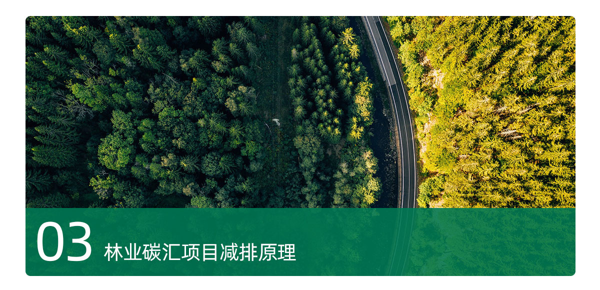 林业碳汇项目减排原理